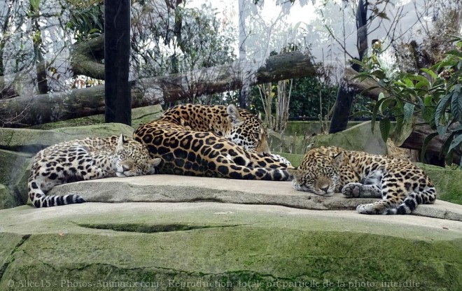 Photo de Jaguar