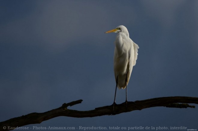 Photo d'Aigrette