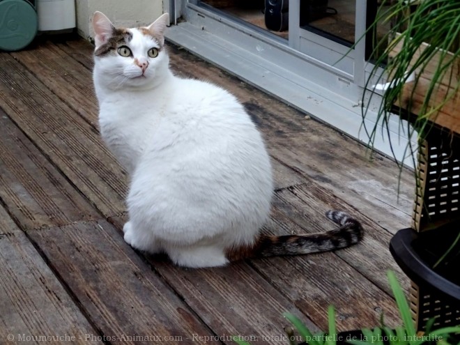 Photo de Chat domestique