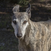 Photo de Galgo espagnol