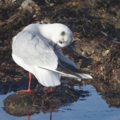 Photo de Mouette