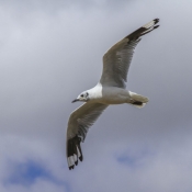 Photo de Mouette