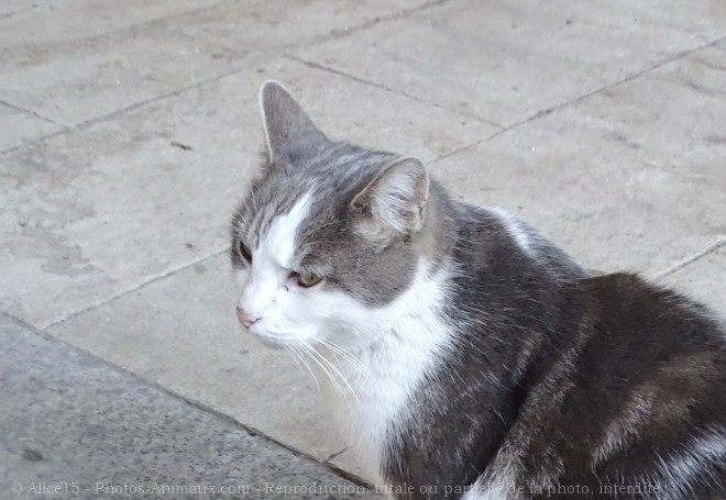 Photo de Chat domestique