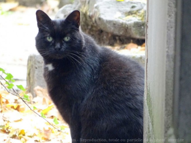 Photo de Chat domestique