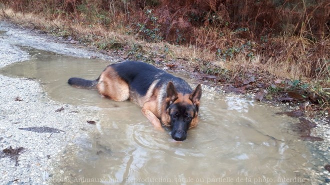 Photo de Berger allemand  poil court