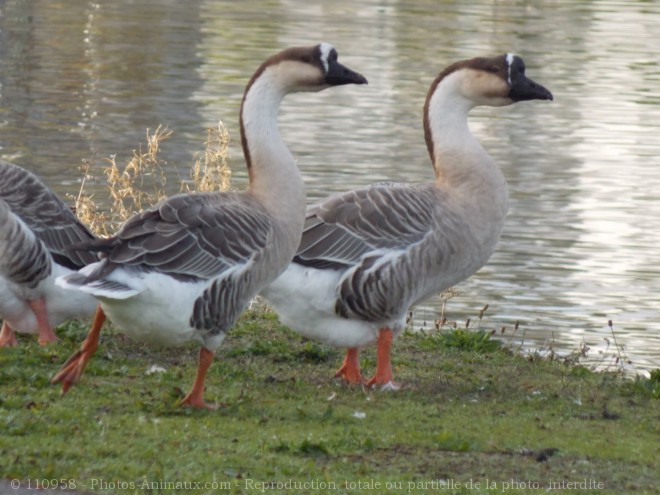 Photo d'Oie de guine