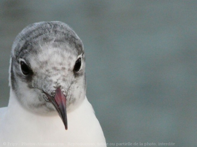 Photo de Mouette