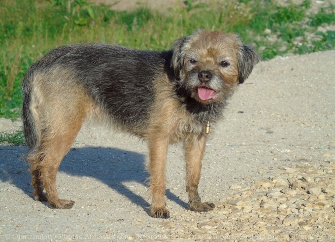 Photo de Border terrier