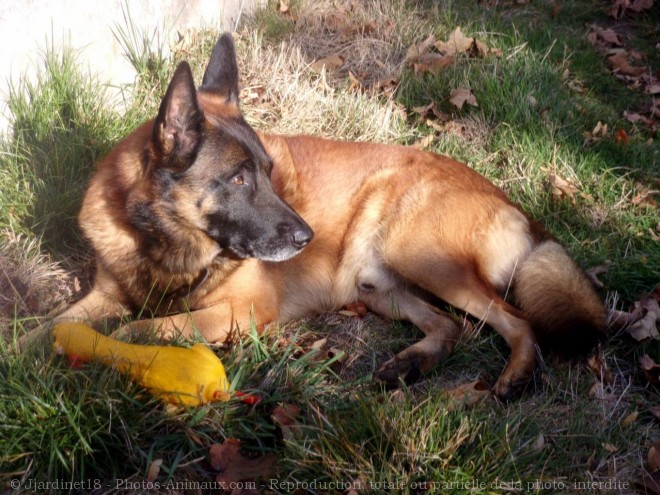 Photo de Berger belge malinois