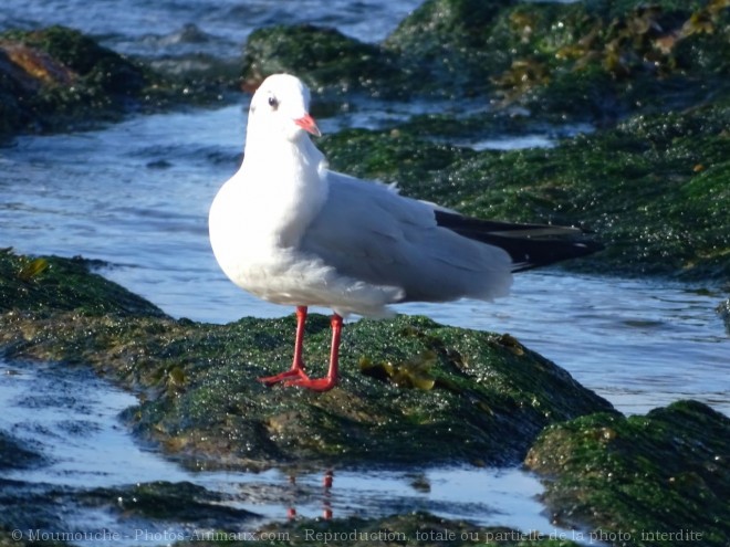 Photo de Mouette