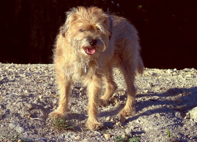 Photo de Border terrier