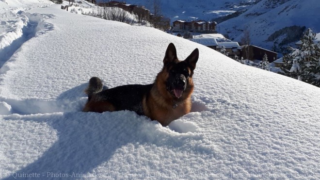 Photo de Berger allemand  poil court