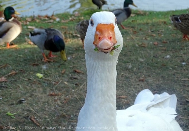 Photo d'Oie blanche