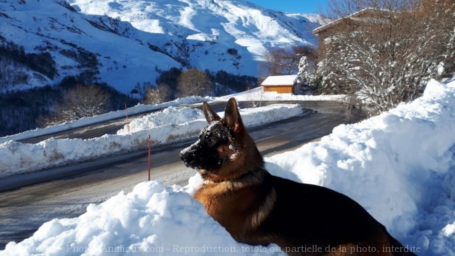 Photo de Berger allemand  poil court