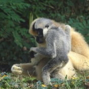 Photo de Singe - gibbon