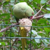 Photo de Perruche  collier