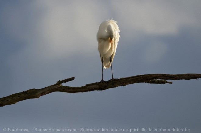 Photo d'Aigrette