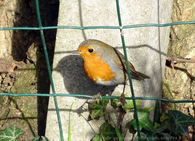 Photo de Rouge gorge