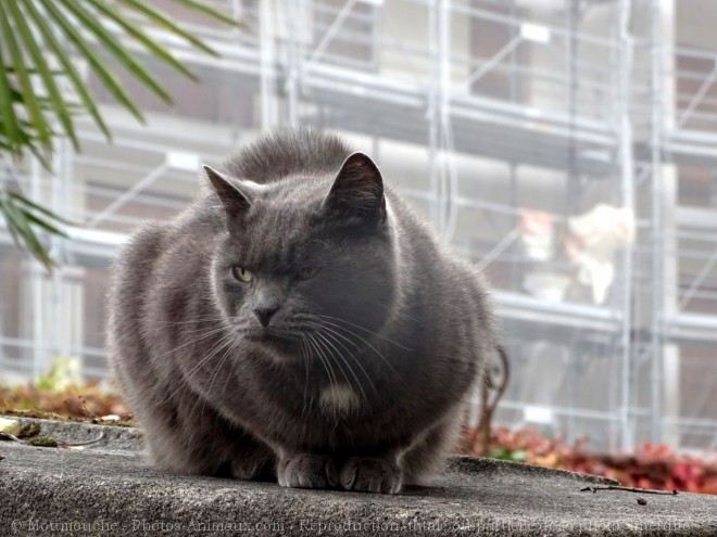 Photo de Chat domestique