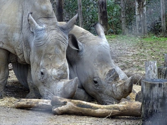 Photo de Rhinocros