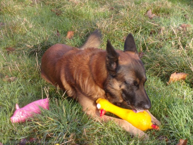 Photo de Berger belge malinois