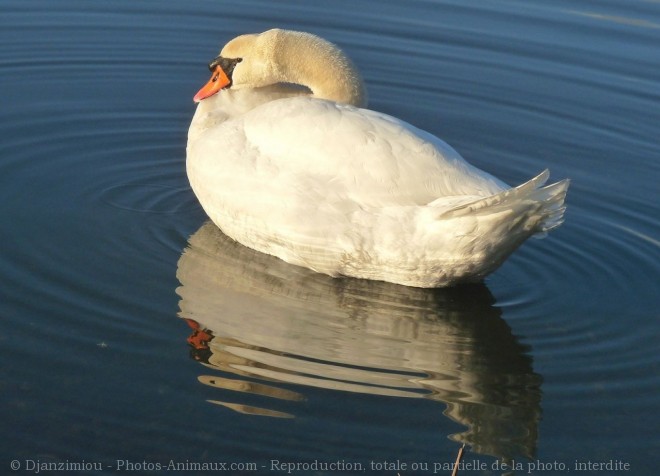 Photo de Cygne