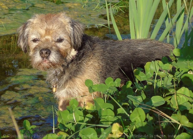 Photo de Border terrier