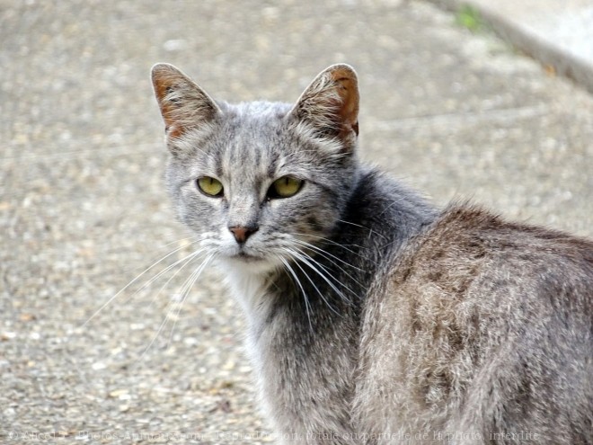 Photo de Chat domestique