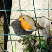 Photo de Rouge gorge