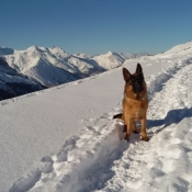 Photo de Berger allemand  poil long