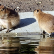 Photo de Cabiai ou capybara