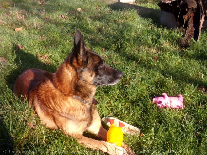 Photo de Berger belge malinois