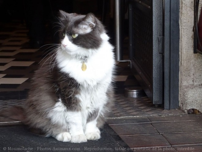 Photo de Chat domestique