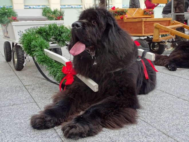 Photo de Chien de terre-neuve