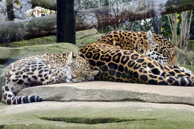 Photo de Jaguar