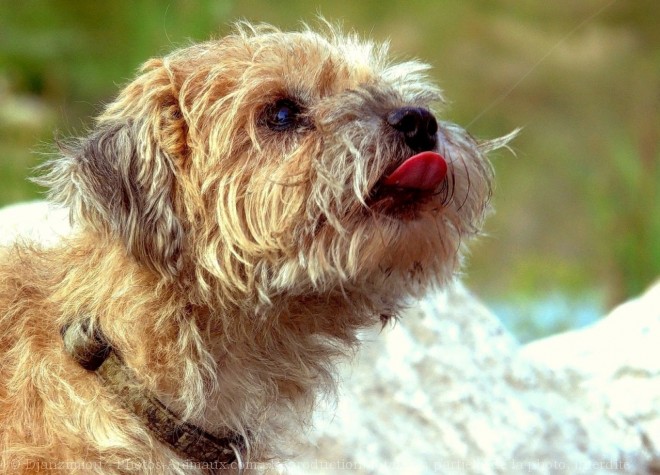 Photo de Border terrier