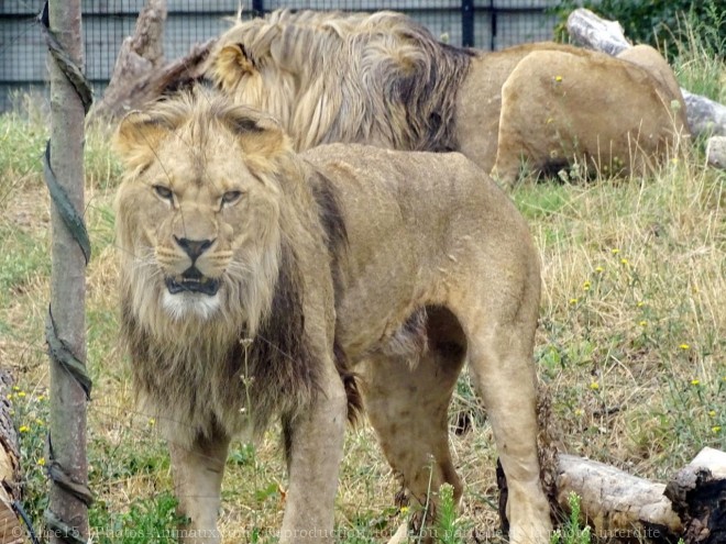 Photo de Lion