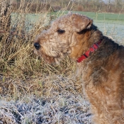 Photo d'Airedale terrier