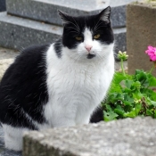 Photo de Chat domestique