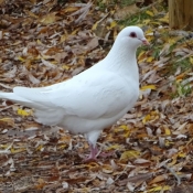 Photo de Pigeon