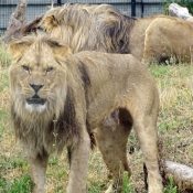 Photo de Lion