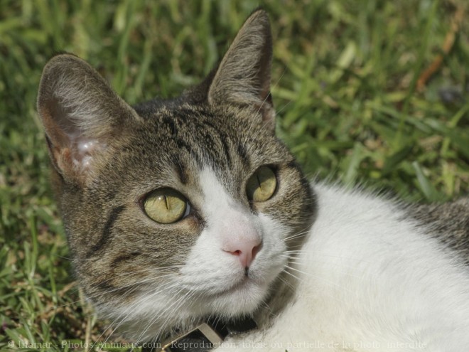 Photo de Chat domestique