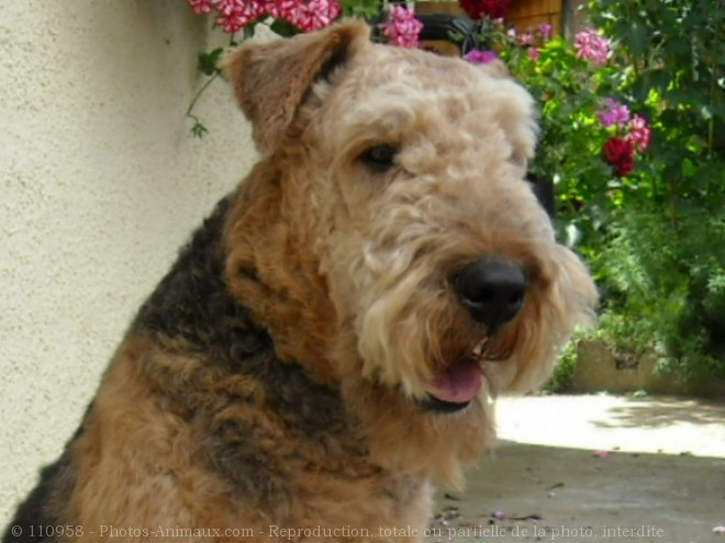 Photo d'Airedale terrier