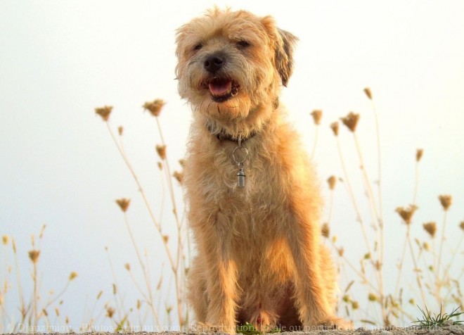 Photo de Border terrier