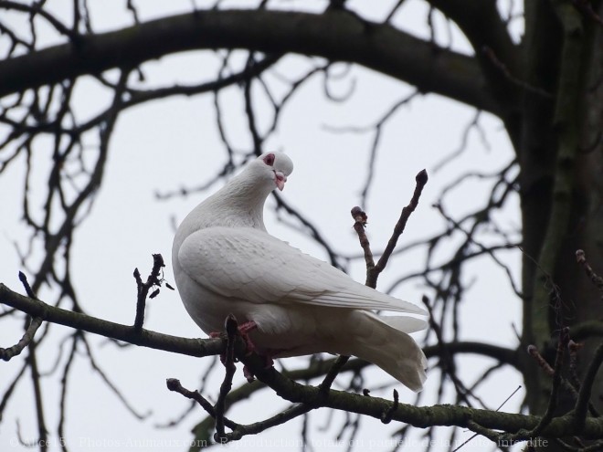 Photo de Pigeon