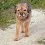 Photo de Border terrier