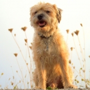 Photo de Border terrier