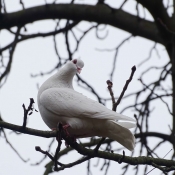 Photo de Pigeon