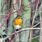 Photo de Rouge gorge