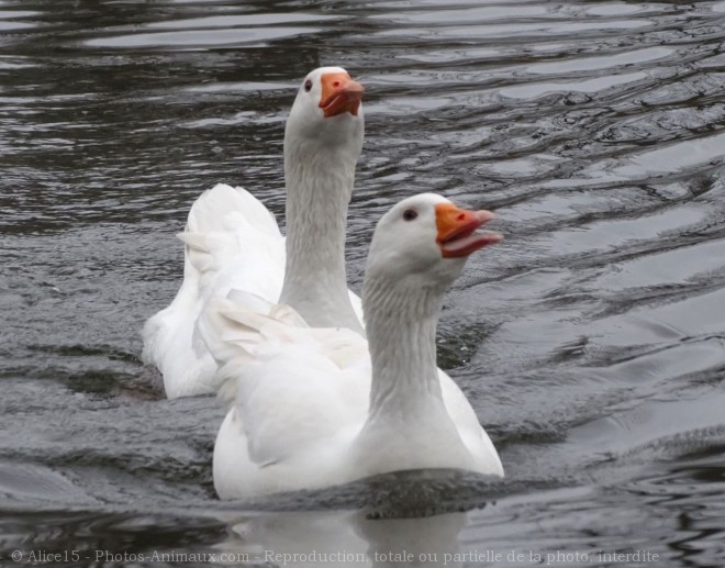 Photo d'Oie blanche